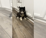 Small Photo #22 Siberian Husky Puppy For Sale in BAKERSFIELD, CA, USA