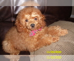 Small Photo #1 Poodle (Toy) Puppy For Sale in DULUTH, GA, USA