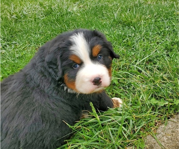 Medium Photo #3 Bernese Mountain Dog Puppy For Sale in NORWOOD, MO, USA