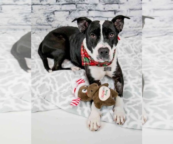Medium Photo #4 Mutt Puppy For Sale in Kennesaw, GA, USA