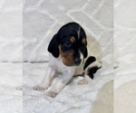 Small Photo #3 Black and Tan Coonhound-Bluetick Coonhound Mix Puppy For Sale in OAK HILLS, CA, USA