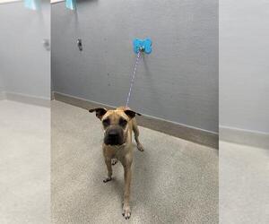 Mastiff-Unknown Mix Dogs for adoption in Las Vegas, NV, USA