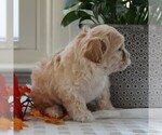 Small Photo #5 Maltipoo Puppy For Sale in MANHEIM, PA, USA
