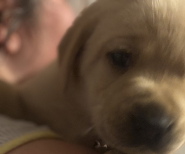 Medium Photo #7 Labrador Retriever Puppy For Sale in COTTAGEVILLE, SC, USA