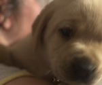 Small #6 Labrador Retriever