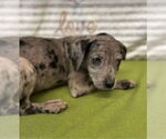 Small American Pit Bull Terrier-Labrador Retriever Mix
