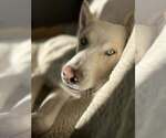 Small #10 Siberian Husky
