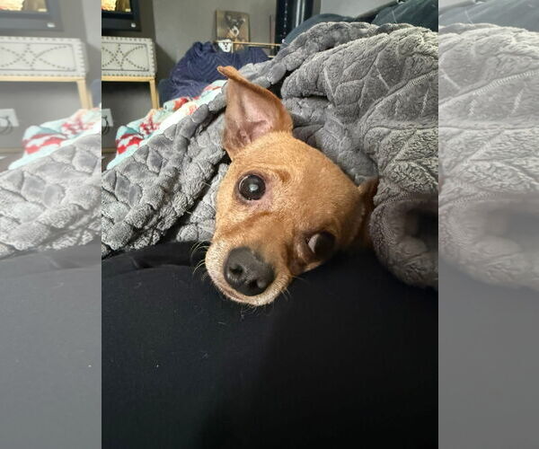 Medium Photo #3 Chihuahua-Unknown Mix Puppy For Sale in Fort Collins, CO, USA