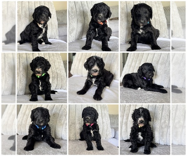 Medium Photo #1 Golden Mountain Doodle  Puppy For Sale in SOMERSET, TX, USA