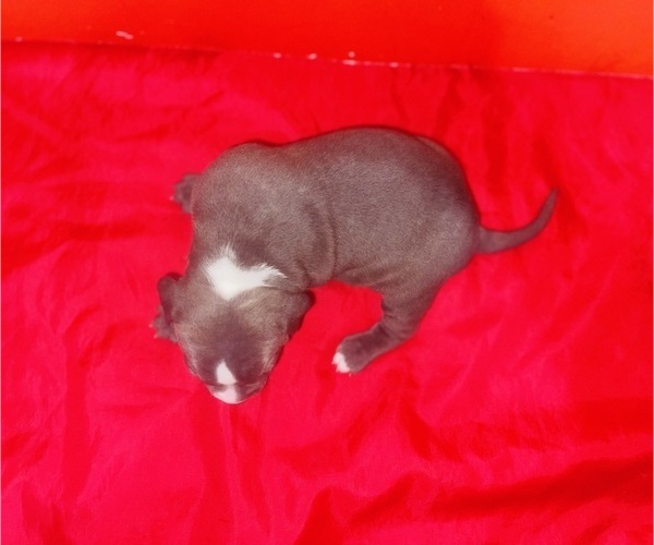 Medium Photo #21 American Pit Bull Terrier Puppy For Sale in TRENTON, NJ, USA