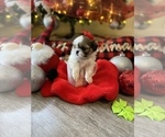 Small Photo #6 Shih Tzu Puppy For Sale in NAPLES, FL, USA