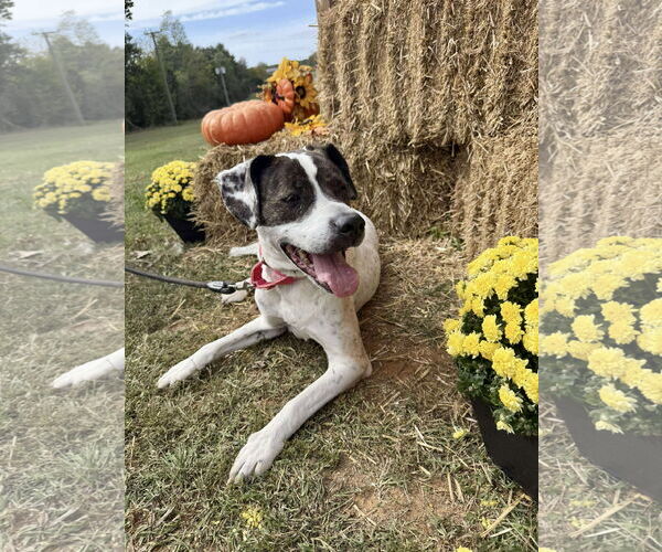 Medium Photo #2 American Pit Bull Terrier-Labrador Retriever Mix Puppy For Sale in Rustburg, VA, USA