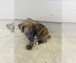 Small Photo #23 Boxer Puppy For Sale in LUCERNE VALLEY, CA, USA