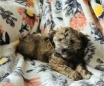 Small Photo #4 Havanese Puppy For Sale in ALBION, PA, USA