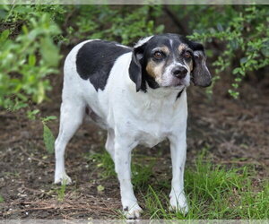 Levon (& Leroy) - Male Beagle-Unknown Mix Dog for Adoption - Photo #5