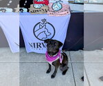 Small #1 Staffordshire Bull Terrier Mix
