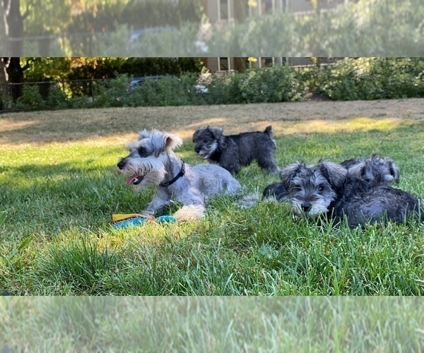 Medium Photo #3 Schnauzer (Miniature) Puppy For Sale in CAMBRIDGE, MA, USA