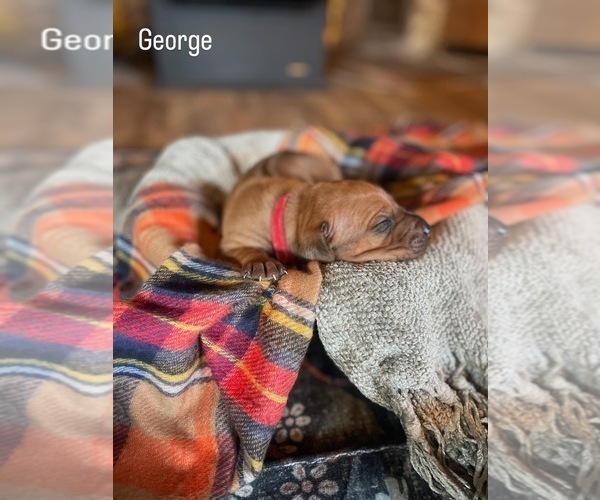 Medium Photo #1 Rhodesian Ridgeback Puppy For Sale in BOISE, ID, USA