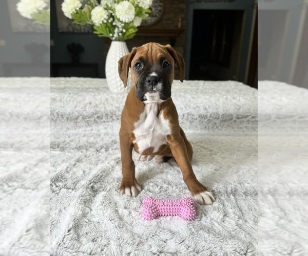Medium Photo #4 Boxer Puppy For Sale in GREENFIELD, IN, USA