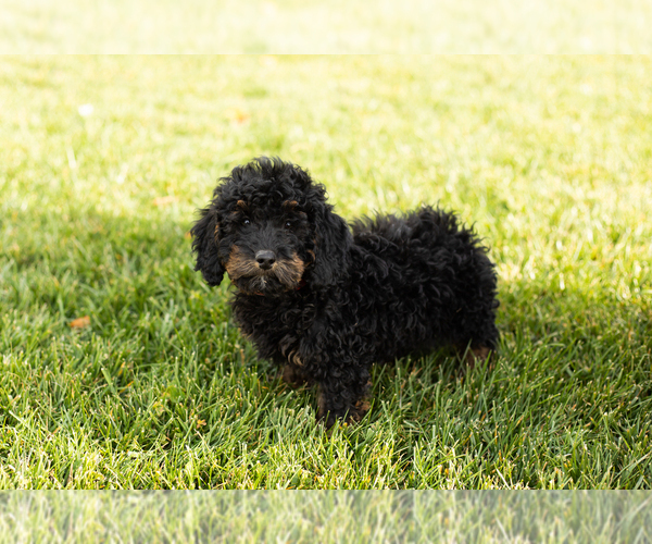 Medium Photo #1 Cock-A-Poo-Goldendoodle Mix Puppy For Sale in TOPEKA, IN, USA