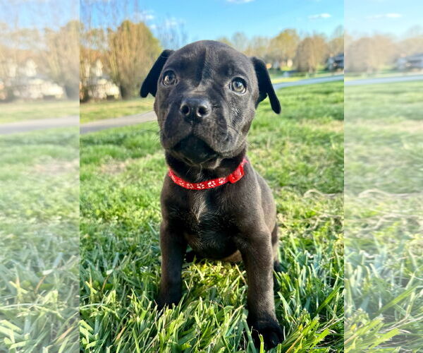 Medium Photo #6 American Staffordshire Terrier-Bullmastiff Mix Puppy For Sale in Holly Springs, NC, USA