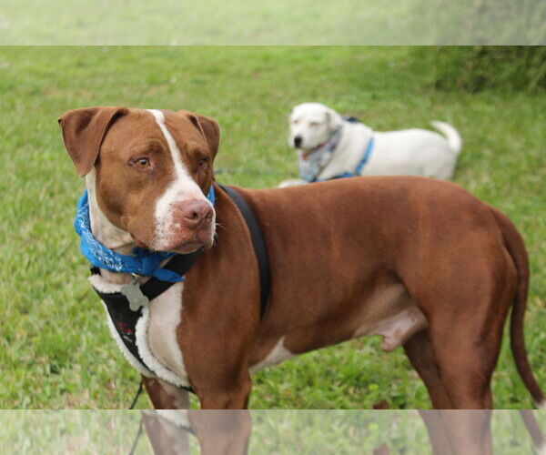 Medium Photo #12 Boxer-Unknown Mix Puppy For Sale in Sanford, FL, USA