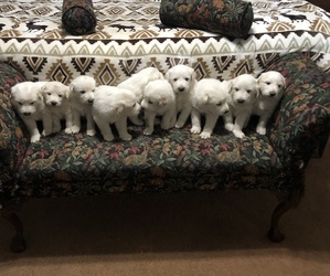 Great Pyrenees Puppy for sale in WILLIS, TX, USA