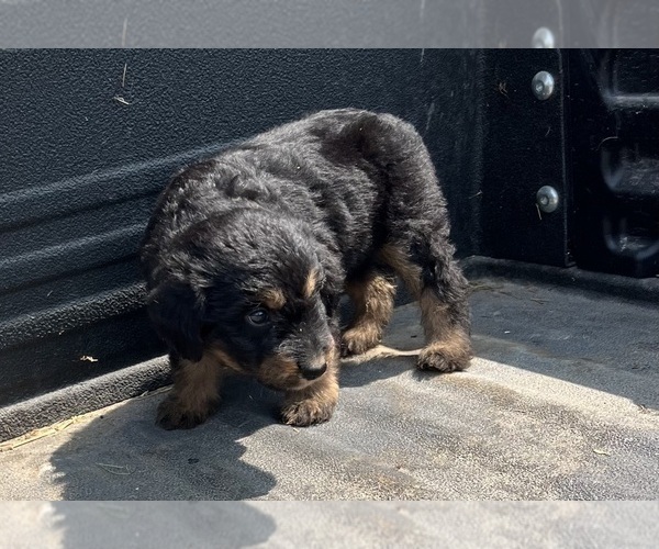 Medium Photo #4 Aussiedoodle-Poodle (Standard) Mix Puppy For Sale in RUSSELL, IA, USA