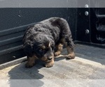 Small Photo #4 Aussiedoodle-Poodle (Standard) Mix Puppy For Sale in RUSSELL, IA, USA