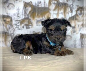 Yorkshire Terrier Puppy for sale in WINNSBORO, LA, USA