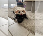 Small Photo #15 American Pit Bull Terrier-Unknown Mix Puppy For Sale in Holly Springs, NC, USA