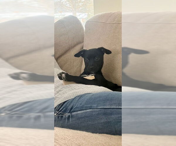 Medium Photo #2 Chihuahua-Unknown Mix Puppy For Sale in Doylestown, PA, USA