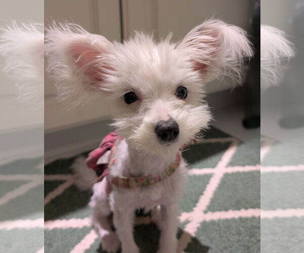 Medium Photo #2 Maltese-Unknown Mix Puppy For Sale in Greensboro, NC, USA