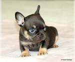 Small #2 French Bulldog