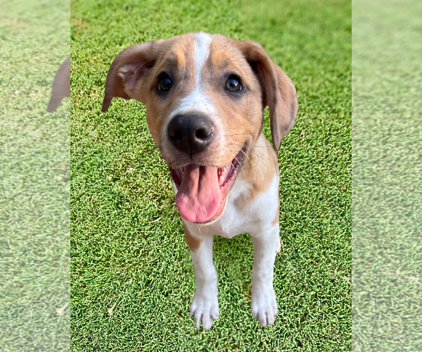 Medium Photo #3 Shepradors Puppy For Sale in McKinney, TX, USA