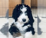 Small Photo #30 Bernedoodle Puppy For Sale in FLEMING ISLAND, FL, USA