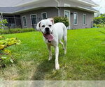 Small Photo #4 Boxer Puppy For Sale in Burnsville, MN, USA