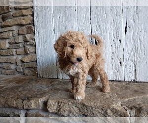 Double Doodle Puppy for sale in BEDFORD, IN, USA