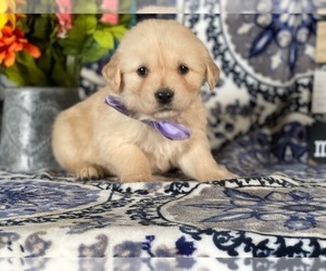 Golden Retriever Puppy for sale in LANCASTER, PA, USA