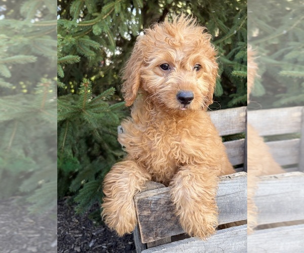 Medium Photo #3 Goldendoodle mix (+ Poodle Miniature) Puppy For Sale in MIDDLEBURY, IN, USA