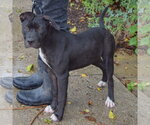 Small #3 American Staffordshire Terrier Mix