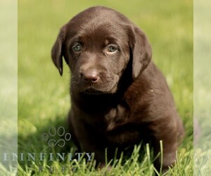 Labrador Retriever Puppy for sale in COATESVILLE, PA, USA
