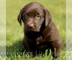Small Labrador Retriever