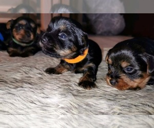 Yorkshire Terrier Puppy for sale in KISSIMMEE, FL, USA