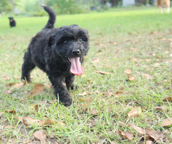 Medium Photo #1 Aussiedoodle Miniature  Puppy For Sale in CONWAY, SC, USA
