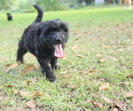 Puppy Gelato Aussiedoodle Miniature 