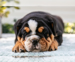 Small #3 Beabull-English Bulldog Mix