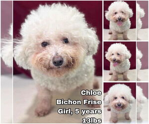Bichon Frise Dogs for adoption in Seattle, WA, USA