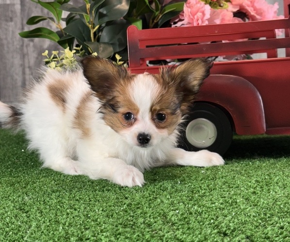 Medium Photo #1 Papillon Puppy For Sale in CANOGA, NY, USA