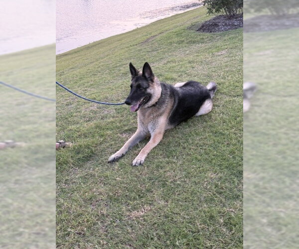 Medium Photo #5 German Shepherd Dog Puppy For Sale in McKinney, TX, USA